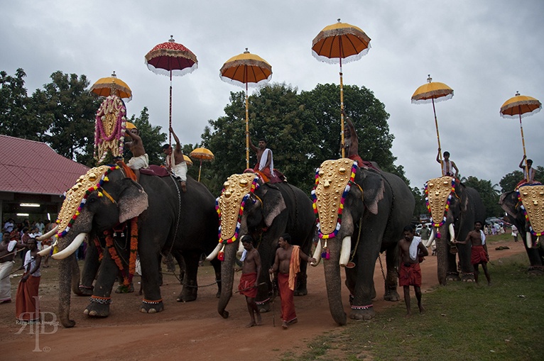 On The Tragic Fate Of Temple Elephants - The Crowded Planet