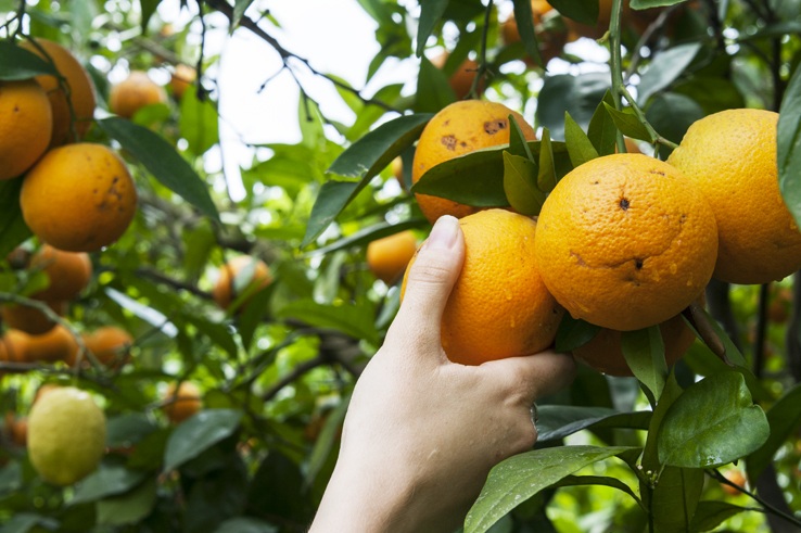 The Lemons Of Gargano - The Crowded Planet