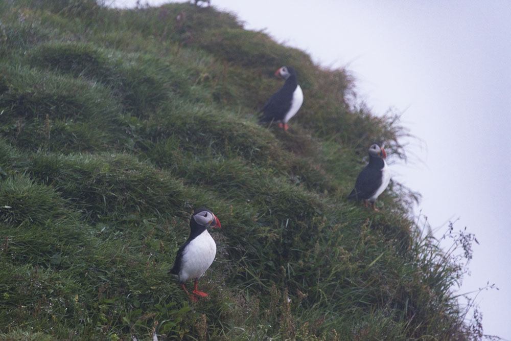 Mykines Island - The Best Birdwatching in the Faroe Islands