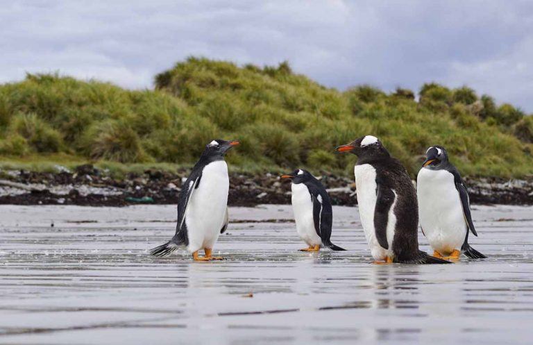 Falkland Islands Wildlife Guide - The Crowded Planet