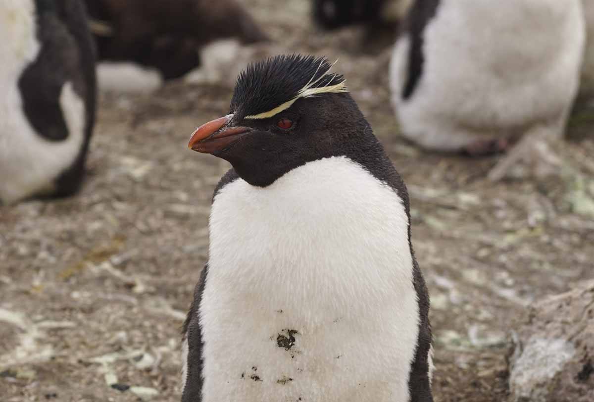 Falkland Islands Wildlife Guide The Crowded Planet   Falkland Penguin  