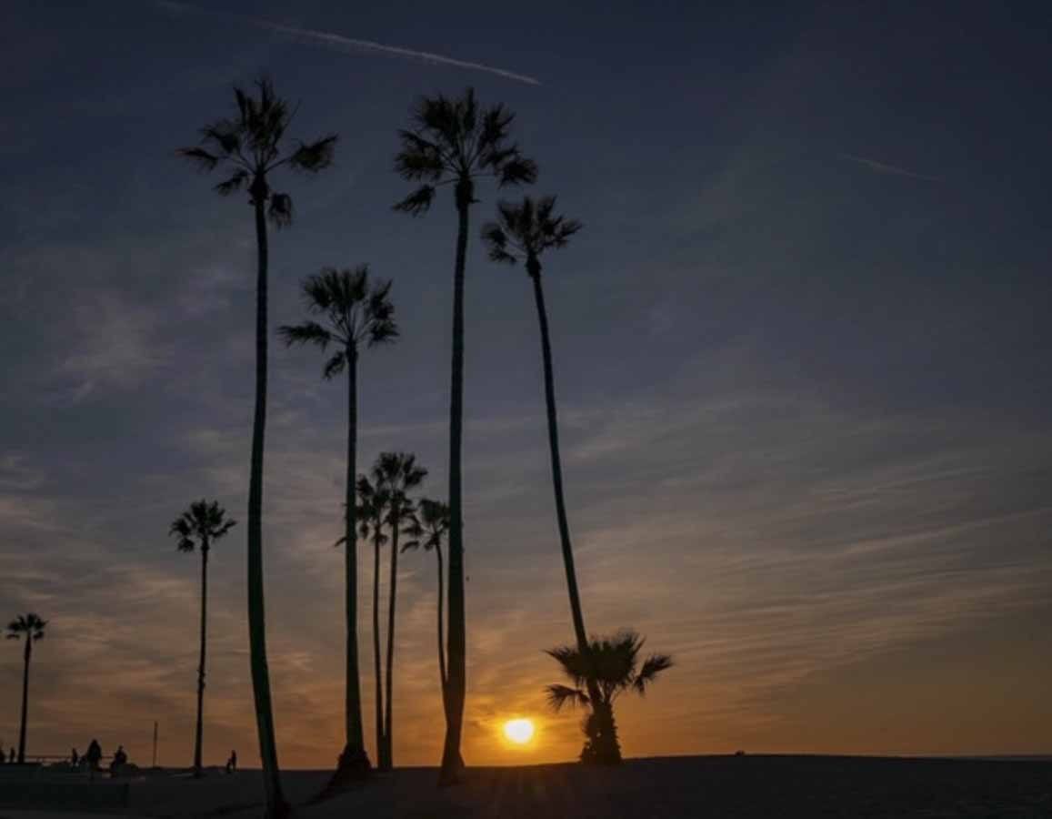 venice beach Sunset palms